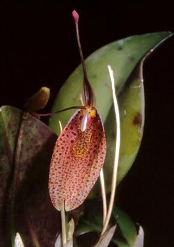 Restrepia pandurata Orchi 01.jpg