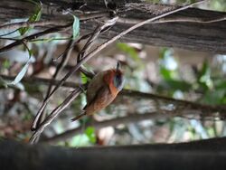 Rufous-necked puffbird.JPG