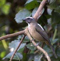 Saltator similis.jpg