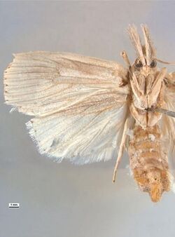 Sesamia grisescens male ventral.jpg