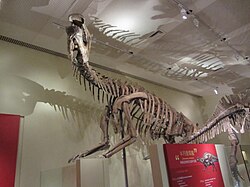Skeleton of Lanzhousaurus magnidens.jpg