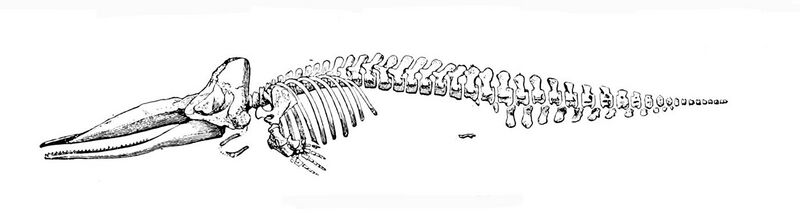 File:Sperm whale skeleton.jpg