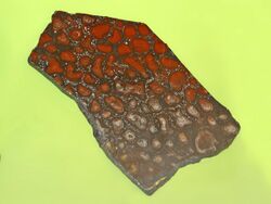Stromatolithi - Collenia nudosa.JPG