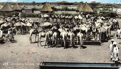 Camels in El-Obeid (early 1960s)