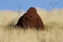 Termite mound in Australia.jpg
