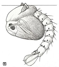 The pupa of a mosquito (Anopheles maculipennis). Reproductio Wellcome V0022598 (cropped).jpg