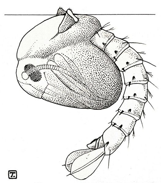 File:The pupa of a mosquito (Anopheles maculipennis). Reproductio Wellcome V0022598 (cropped).jpg
