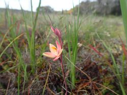 Thelymitra maculata habit.jpg