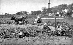 Threshing at Heliopolis-1884.jpg