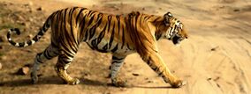 Tigress in Bandhavgarh NP.jpg