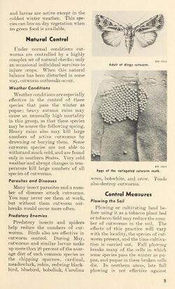 A page of a 1957 brochure of US Department of Agriculture on controlling tobacco cutworms, with a photograph of its eggs