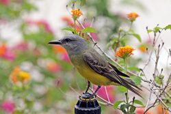 Tropical kingbird (Tyrannus melancholicus satrapa).jpg