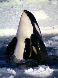 Killer whale mother and calf extending their bodies above the water surface, from pectoral fins forward, with ice pack in background