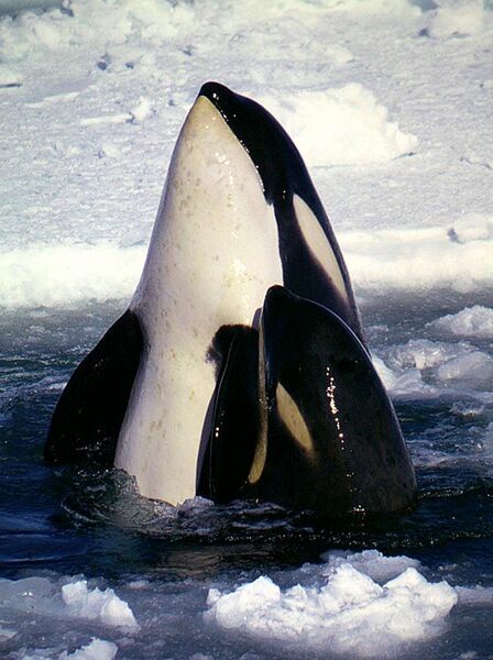 File:Type C Orcas.jpg