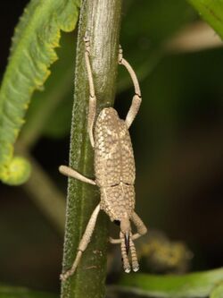 Unidentified weevil from a West-Javan lowland rainforest (6370797215).jpg