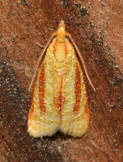 - 3699 – Sparganothis tristriata – Three-streaked Sparganothis Moth (48043900678).jpg