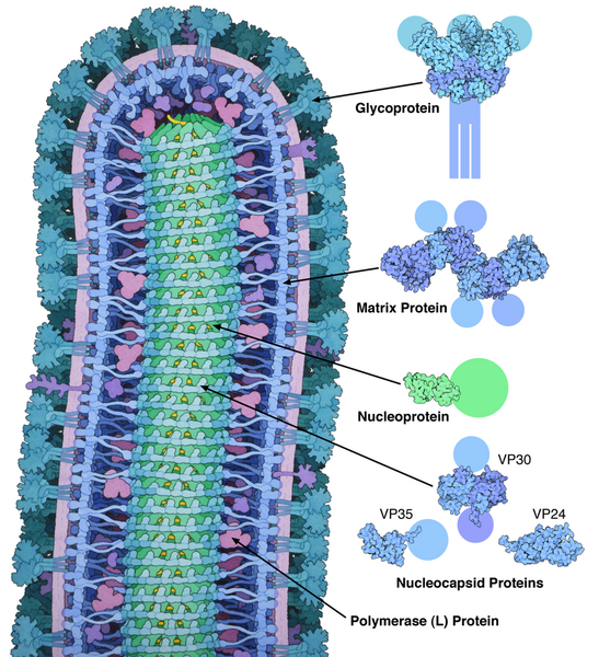 File:178-EbolaVirusProteins EbolaProteins.png