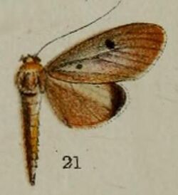 21-Phryganodes biguttata Hampson, 1898-Sierra Leone.JPG