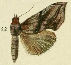 22-(Calpe) Oraesia cerne (Fawcett, 1916).JPG