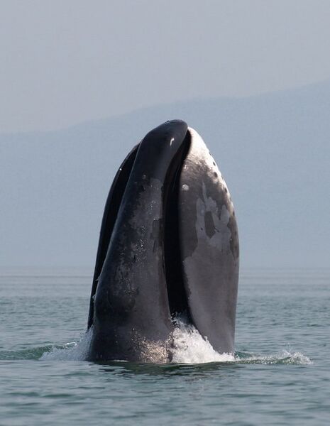 File:A bowhead whale breaches off the coast of western Sea of Okhotsk by Olga Shpak, Marine Mammal Council, IEE RAS.jpg