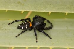 Agave Jumping Spider Paraphidippus basalis in sotol.jpg