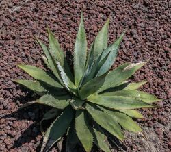 Agave chrysantha in Christchurch Botanic Gardens.jpg