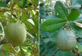 Amphitecna latifolia, Black Calabash fruit..jpg