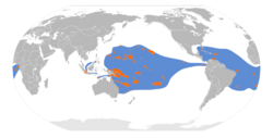 Anous minutus map.svg