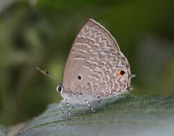 Anthene lycaenina lycaenina female (2).jpg