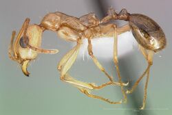 Aphaenogaster megommata casent0005724 profile 1.jpg