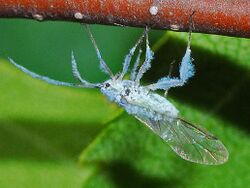 Aphididae - Phyllaphis fagi (Winged Aphid).JPG