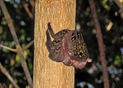 Aratus pisonii (mangrove tree crab) (Sanibel Island, Florida, USA).jpg