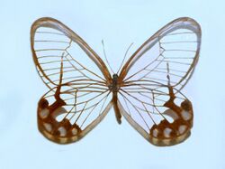 Atyrinae - Pseudohaetera hypaesia.JPG