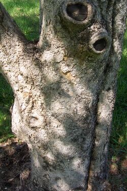 Auranticarpa rhombifolia Mt Keira Gardens trunk.jpg