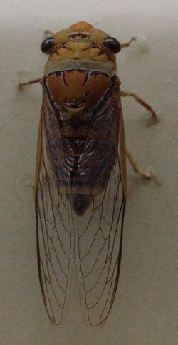 AustralianMuseum cicada specimen 28.JPG