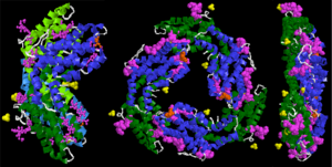 Crystal structure of B-phycoerythrin, a type of phycobiliprotein