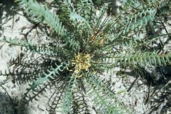 Banksia nana.jpg