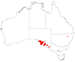 Billardiera sericophora DistributionMap19.png