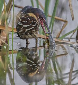 BlackBittern.jpg