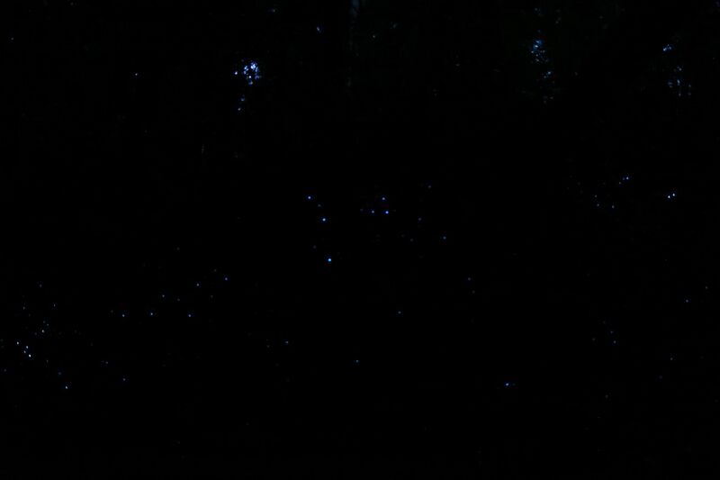 File:Blue Glow Worm in Springbrook National Park.jpg
