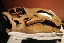 Brachylophosaurus skull by Nick Longrich.jpg