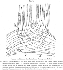 Cajal 1898 Fig6.png