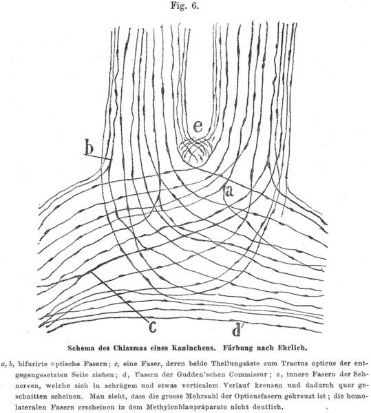 File:Cajal 1898 Fig6.png