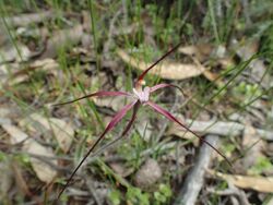 Caladenia footeana flower.jpg