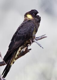 A large black cockatoo among foliage, dismantling a flower with its large beak