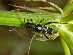 Cerambycidae - Chlorophorus sartor-001.jpg