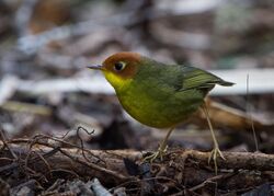 Chestnut-headed Tesia - Jason Thompson.jpg