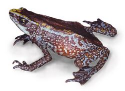 Chiriqui harlequin frog - Atelopus chiriquiensis.jpg