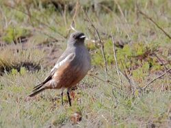 Chocolate-vented Tyrant (Neoxolmis rufiventris) (15960622505).jpg