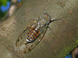 Cicadidae - Cicada orni-3.JPG